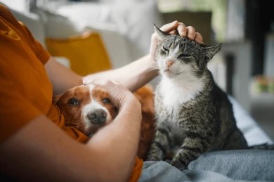 How Owning a Pet Can Boost Your Mental&nbsp;Health